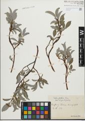 Foto von Salix glabra Scop.
